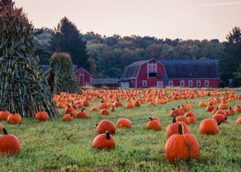 pumpkin patches in Minneapolis